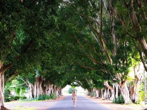 Fig Tree Avenue - Kingaroy Accommodation 2