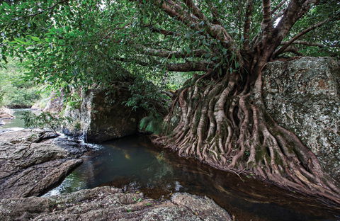 Misty Mountains Wilderness Tracks - Kingaroy Accommodation 0