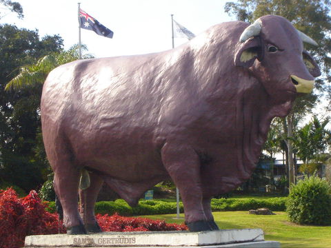 Rockhampton Bull Statues - Kingaroy Accommodation 1