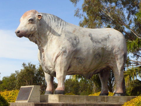 Rockhampton Bull Statues - Kingaroy Accommodation 2