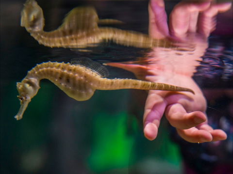 Seahorse World - Kingaroy Accommodation 0