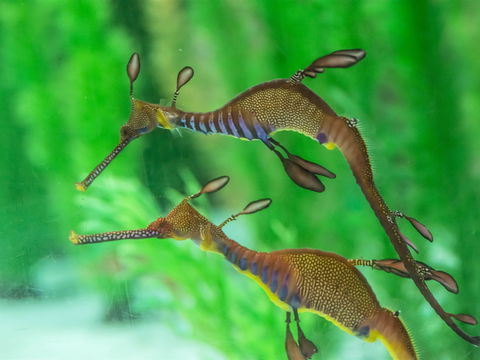 Seahorse World - Kingaroy Accommodation 1