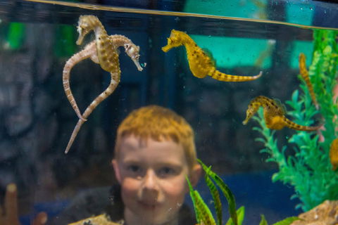 Seahorse World - Kingaroy Accommodation 2