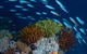 Southern Small Detached Reef Dive Site - thumb 0