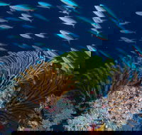 Southern Small Detached Reef Dive Site - Kingaroy Accommodation