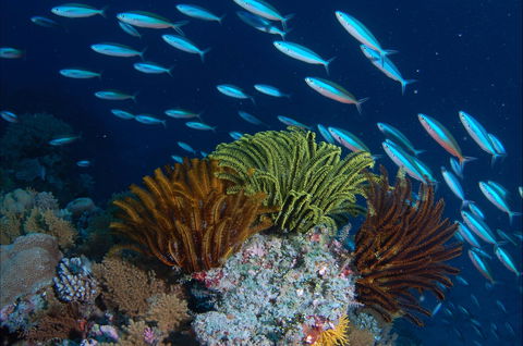 Southern Small Detached Reef Dive Site - Kingaroy Accommodation 0
