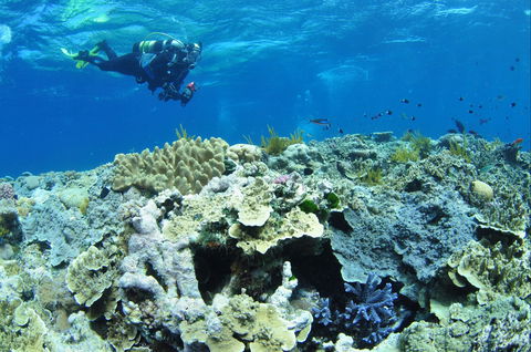 Southern Small Detached Reef Dive Site - Kingaroy Accommodation 1