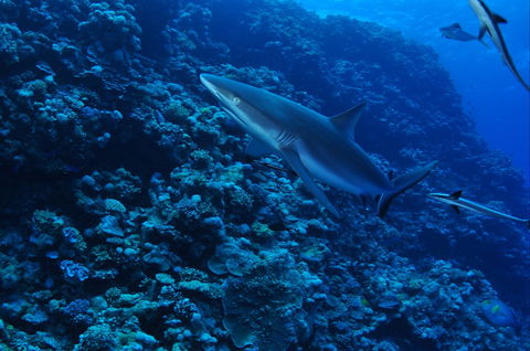 Southern Small Detached Reef Dive Site - Kingaroy Accommodation 2