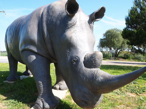 Tailem Bend Rhino Park And Dickson Reserve - Kingaroy Accommodation 0