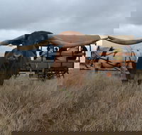 Texas Longhorn Tours - Kingaroy Accommodation