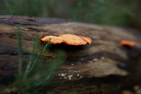 The Briars Park Walking Trails - Kingaroy Accommodation 1