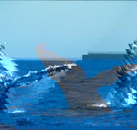 Whale Watching on Keswick Island - Kingaroy Accommodation