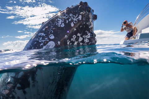 Whale Watching - Kingaroy Accommodation 0