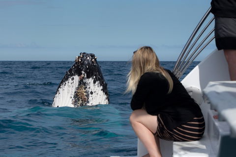 Whale Watching - Kingaroy Accommodation 1