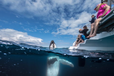 Whale Watching - Kingaroy Accommodation 2