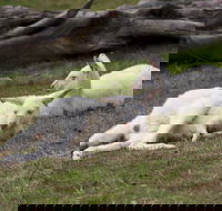 Yarra Valley Nocturnal Zoo - Kingaroy Accommodation