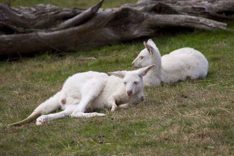 Yarra Valley Nocturnal Zoo - Kingaroy Accommodation 0