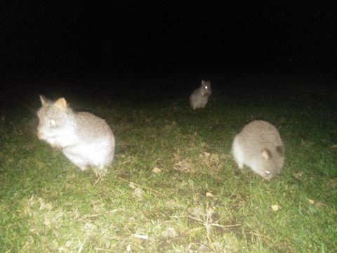 Yarra Valley Nocturnal Zoo - Kingaroy Accommodation 2