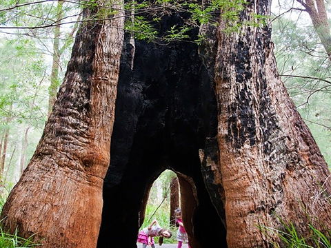 Ancient Empire Walk, Valley Of The Giants - Kingaroy Accommodation 0