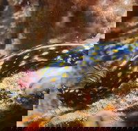 Cochrane Artificial Reef Dive Site - Kingaroy Accommodation