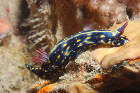 Cochrane Artificial Reef Dive Site - Kingaroy Accommodation 0