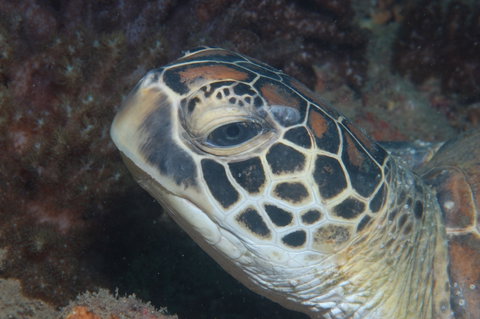 Cochrane Artificial Reef Dive Site - Kingaroy Accommodation 2