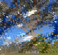 Euroa Arboretum - Kingaroy Accommodation