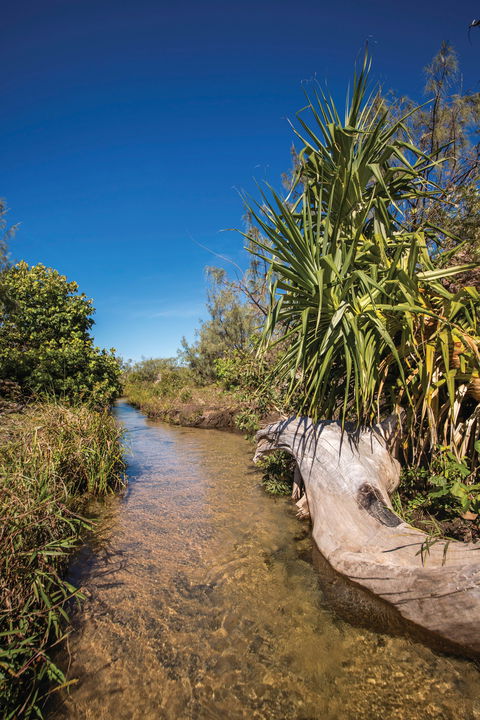 Freshwater Creek Track, Byfield National Park - Kingaroy Accommodation 2