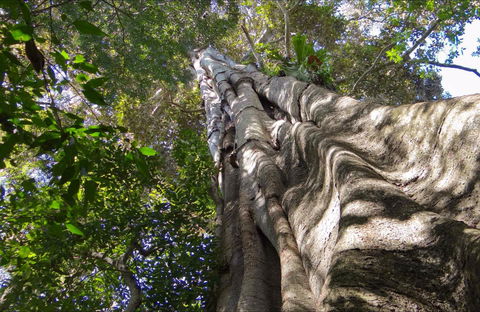 Moore Park Nature Reserve - Kingaroy Accommodation 0