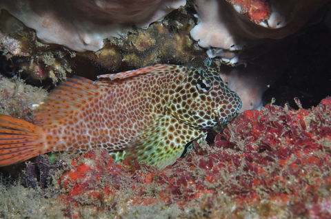 Nine Mile Reef Dive Site - Kingaroy Accommodation 0