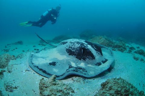 Nine Mile Reef Dive Site - Kingaroy Accommodation 1