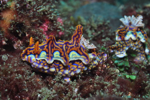 Nine Mile Reef Dive Site - Kingaroy Accommodation 2