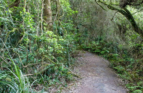 Rainforest Walking Track, Roberston Nature Reserve - Kingaroy Accommodation 0