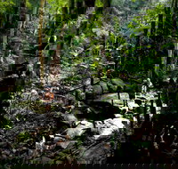 Strickland State Forest - Kingaroy Accommodation