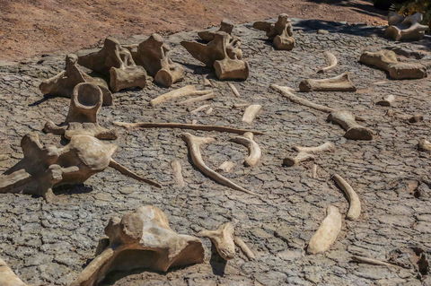 Australian Age Of Dinosaurs - Kingaroy Accommodation 2