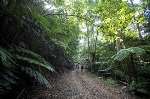 Booloumba Falls Walk, Conondale National Park - Kingaroy Accommodation 2