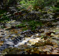 Budderoo National Park - Kingaroy Accommodation