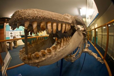 Eden Killer Whale Museum - Kingaroy Accommodation 0