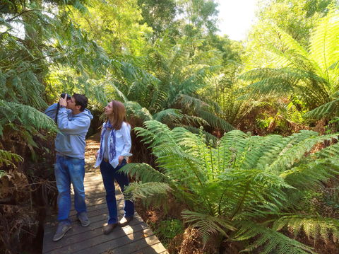 Endeavour Fern Gully Walks - Kingaroy Accommodation 0