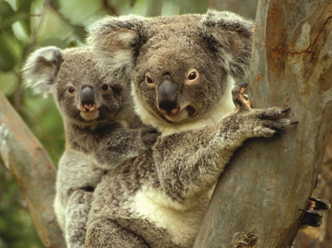 Koalas In Gunnedah - Kingaroy Accommodation 0
