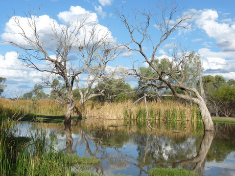 Lagoon Creek - Kingaroy Accommodation 0