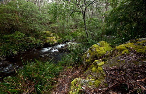 Mongarlowe River Picnic Area - Kingaroy Accommodation 0
