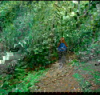 Mount Cougal Springbrook National Park - Kingaroy Accommodation