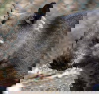 Peel Zoo - Kingaroy Accommodation