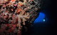 The Blowhole - thumb 0