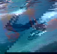 Small-Group Underwater Scooter Experience in Clovelly - Kingaroy Accommodation
