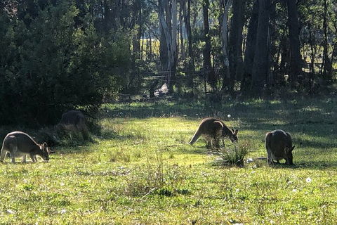 Jenolan Caves Blue Mountains And Kanangra Walls Look Out 4WD Day Tour - Kingaroy Accommodation 2