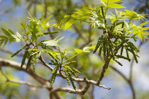 Pecan Farm Tour And Workshop, Byron Bay Hinterland - Kingaroy Accommodation 2