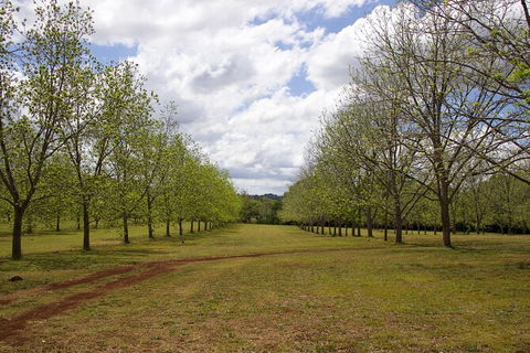 Pecan Farm Tour And Workshop, Byron Bay Hinterland - Kingaroy Accommodation 6