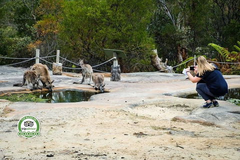 Australian Pearl Experience & Kangaroo Encounter Day Trip From Sydney - Kingaroy Accommodation 4